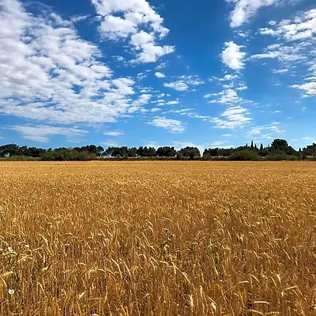 Au Bord De Thau Marseillan (Herault)