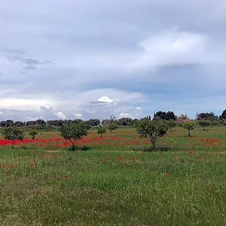 Au Bord De Thau Marseillan (Herault)